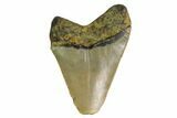 Bargain, Megalodon Tooth - North Carolina #152919-1